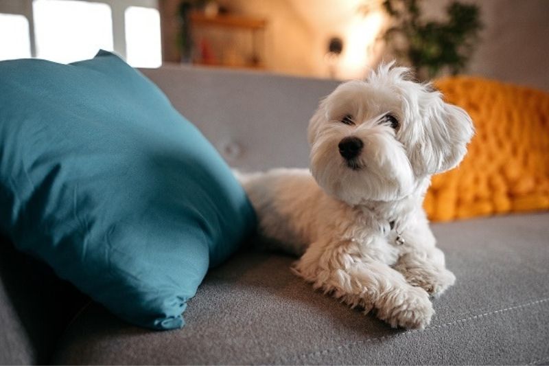 Raça de Cachorro para Apartamento – Conheça 17 opções!