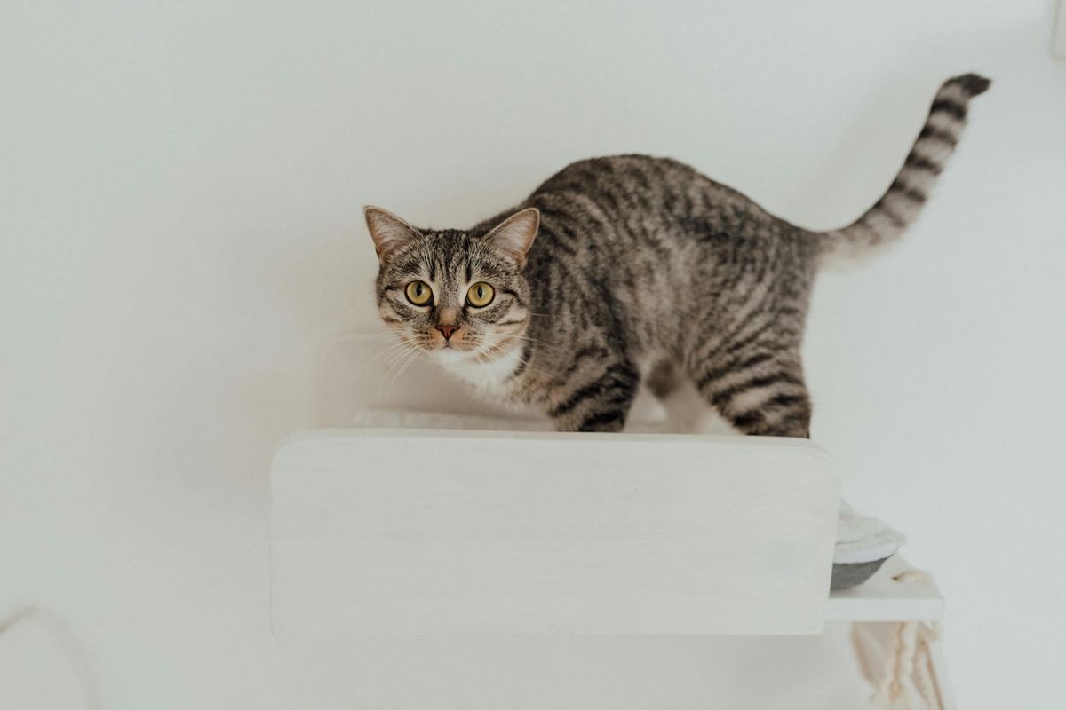 Dicas de decoração para quem tem gato em casa